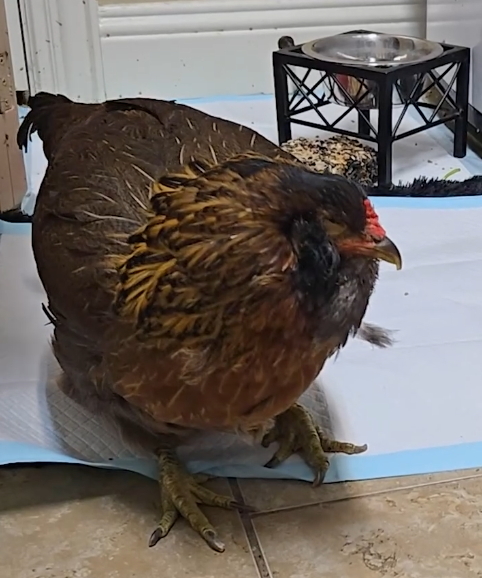 Conheça a galinha mais velha do mundo