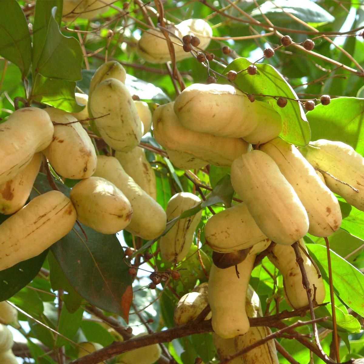 Conheça o ingá – fruta conquista pelo sabor e poder curativo