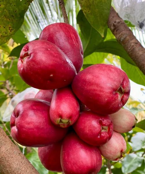 Jambo: a fruta tropical que protege o coração