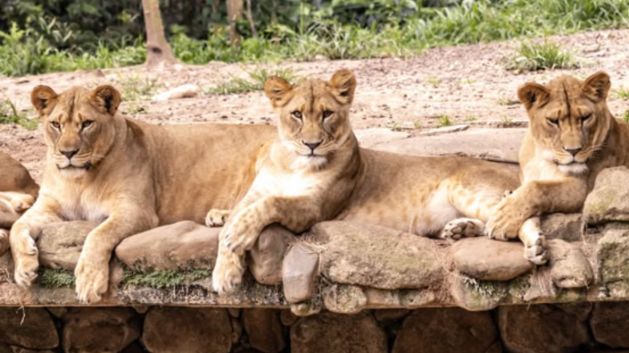 Leoa do Zoológico de São Paulo surpreende visitantes com ataque