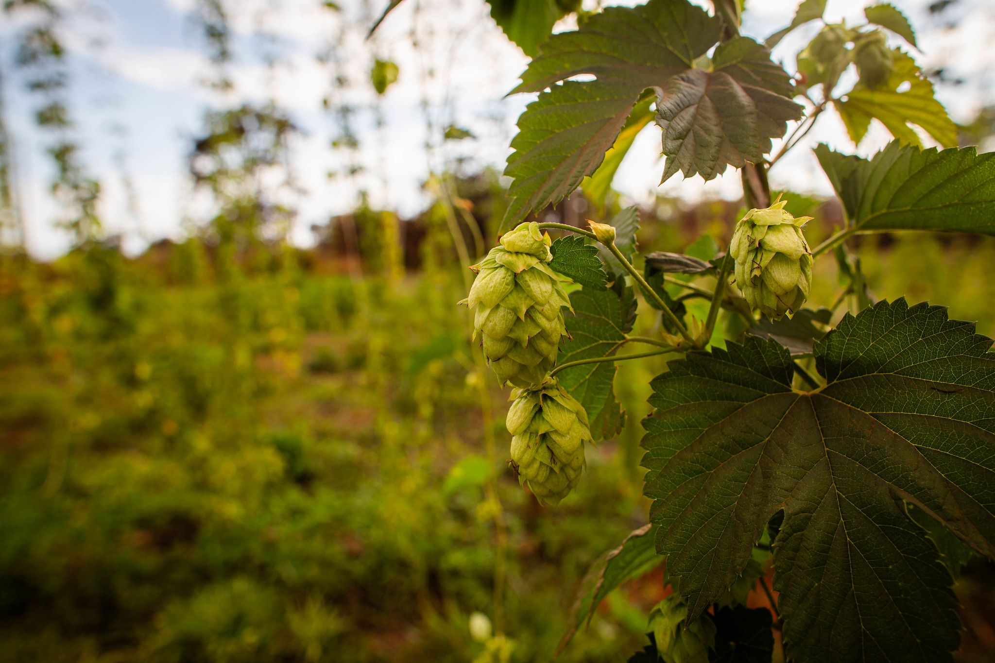 Lúpulo de São Paulo cresce 203% e conquista cervejarias artesanais do Brasil