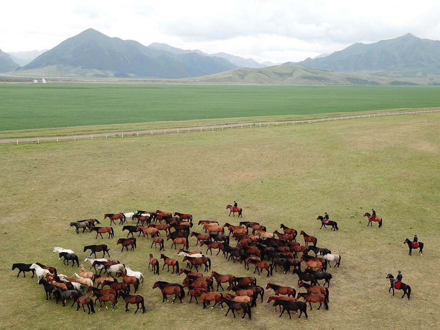 Conheça a maior criação de cavalos do mundo