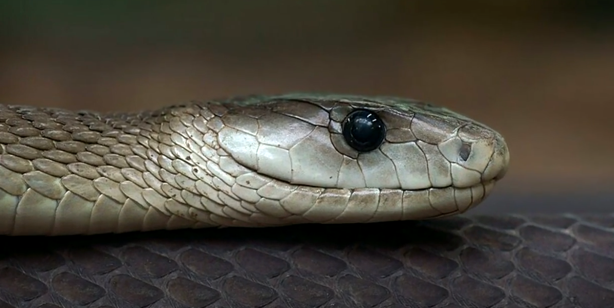 Mamba Negra: conheça a serpente mais veloz e letal da África