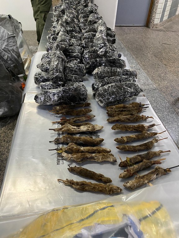Fiscalização apreende mais de 130 animais provenientes da Nigéria
