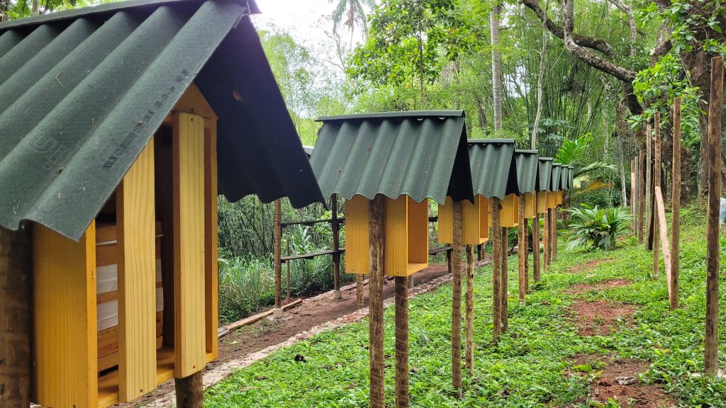 Conheça o primeiro meliponário educativo da Zona da Mata mineira
