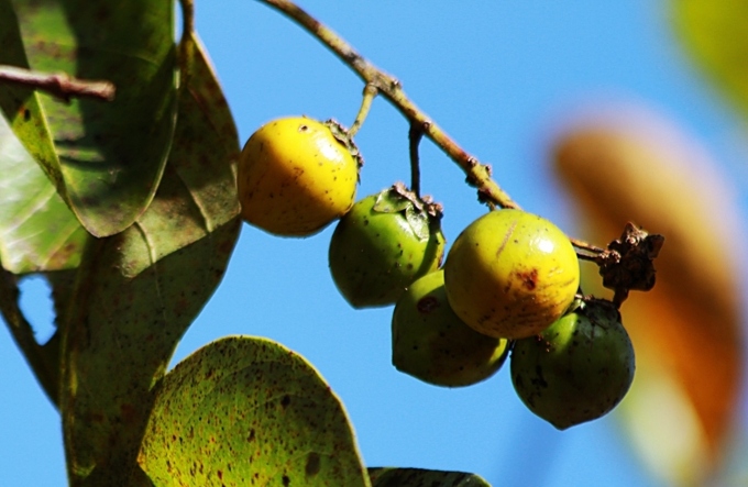 Fruta brasileira supera banana em proteínas