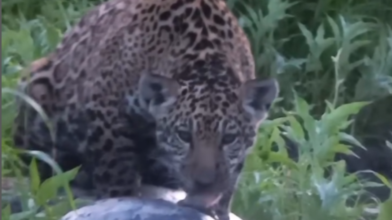 Fotógrafo registra momento único: filhote de onça devora anta no Pantanal
