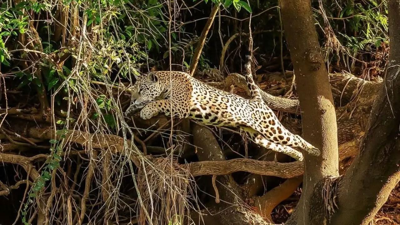 Onça Medrosa assusta jacarés, mas carrega nome tímido