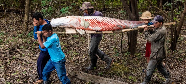Manejo do pirarucu avança no Amazonas