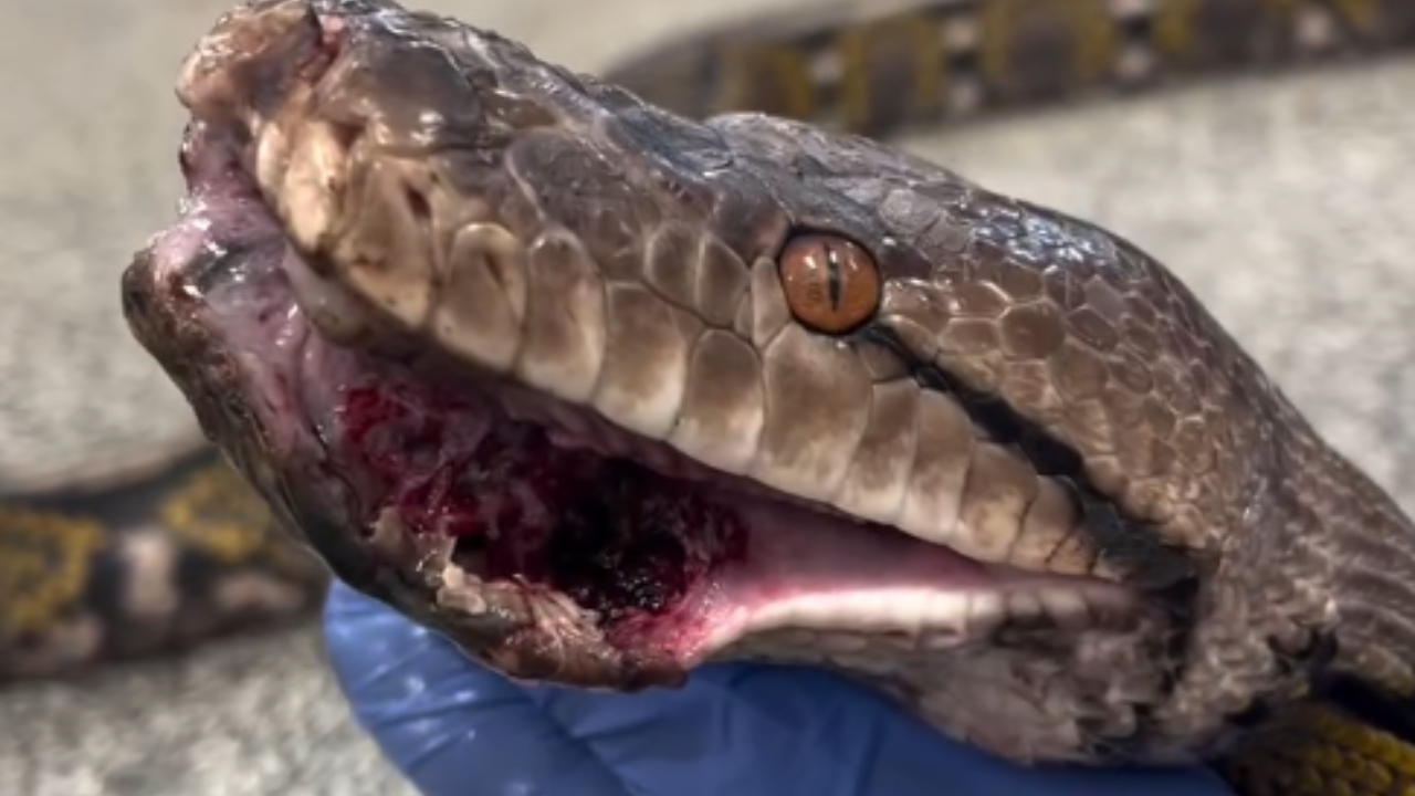Especialista resgata píton gigante abandonada em caçamba de lixo