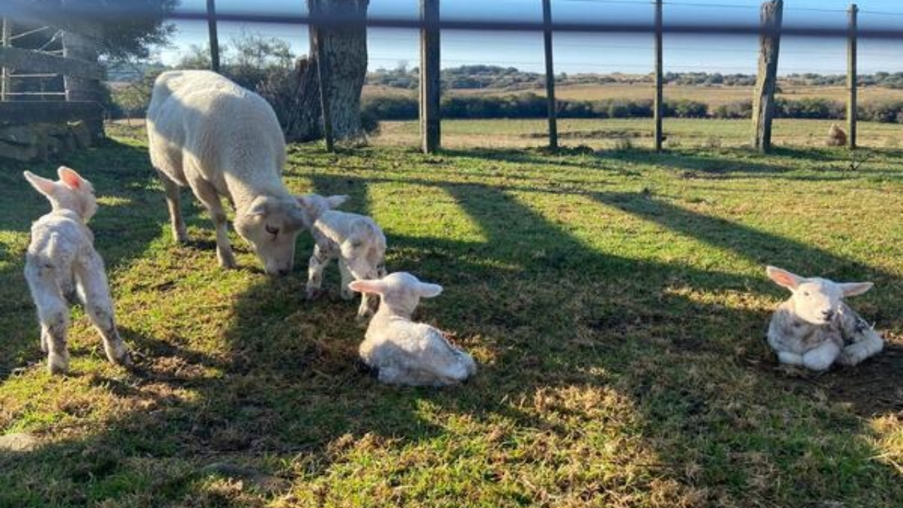 Fazenda comemora nascimento raro de quadrigêmeos da raça Texel