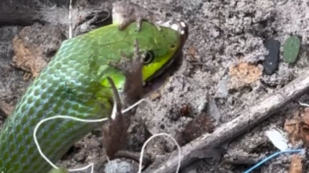 Vida selvagem: cobra se alimenta de sapo durante gravação