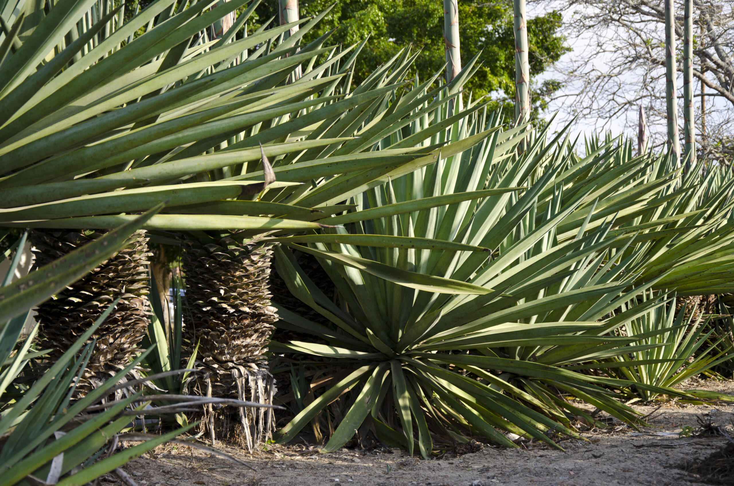 ‘Etanol de tequila’: planta mexicana pode abastecer carros no Brasil