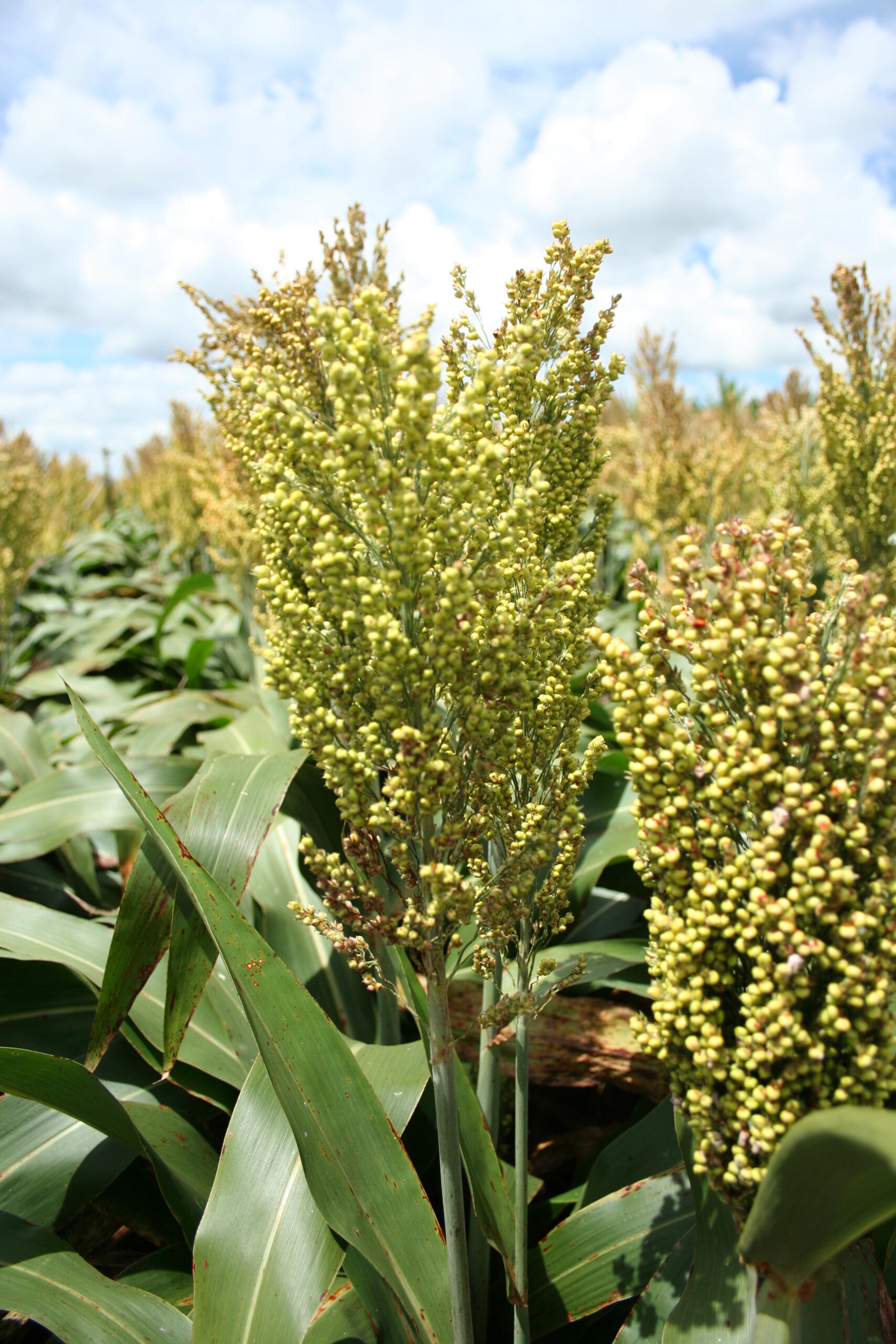 Silagem de sorgo cresce no Brasil e reduz custos da pecuária