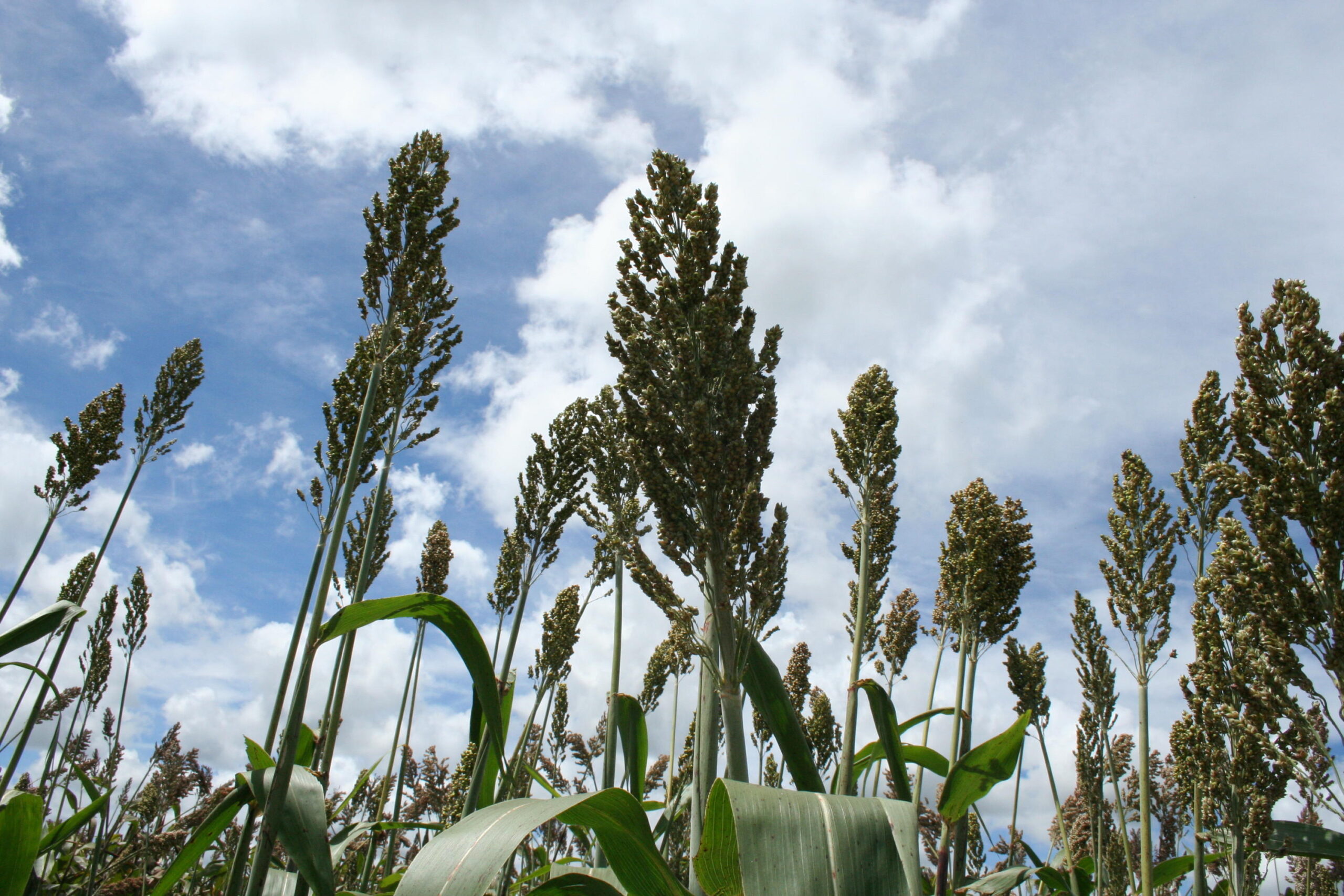 Produção de sorgo cresce 400% em dez anos