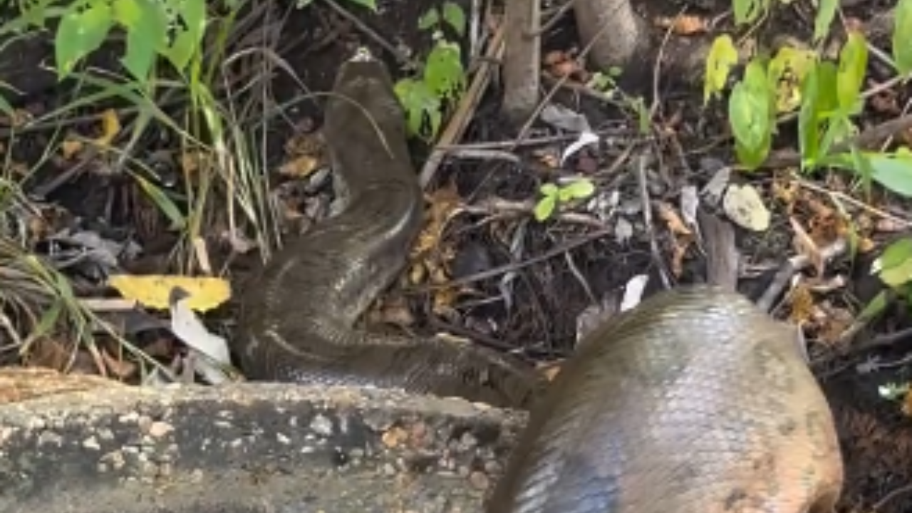 Susto – sucuri gigante surge de poço em área rural