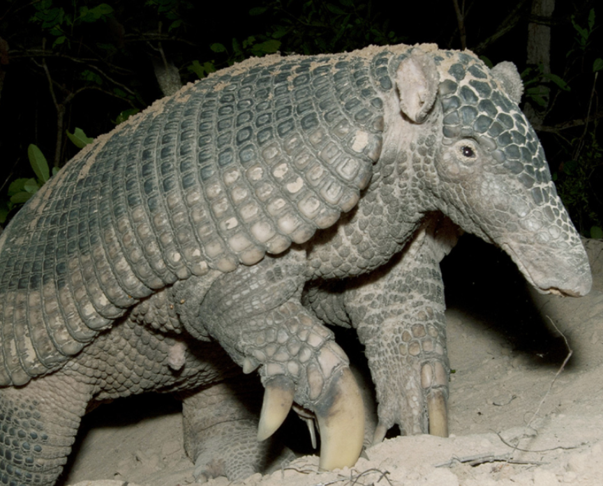 Tatu-canastra: o gigante ameaçado do Cerrado Brasileiro