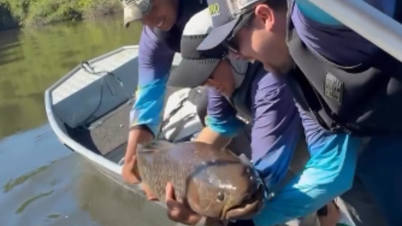 Trairão gigante é capturado em Tabaporã-MT
