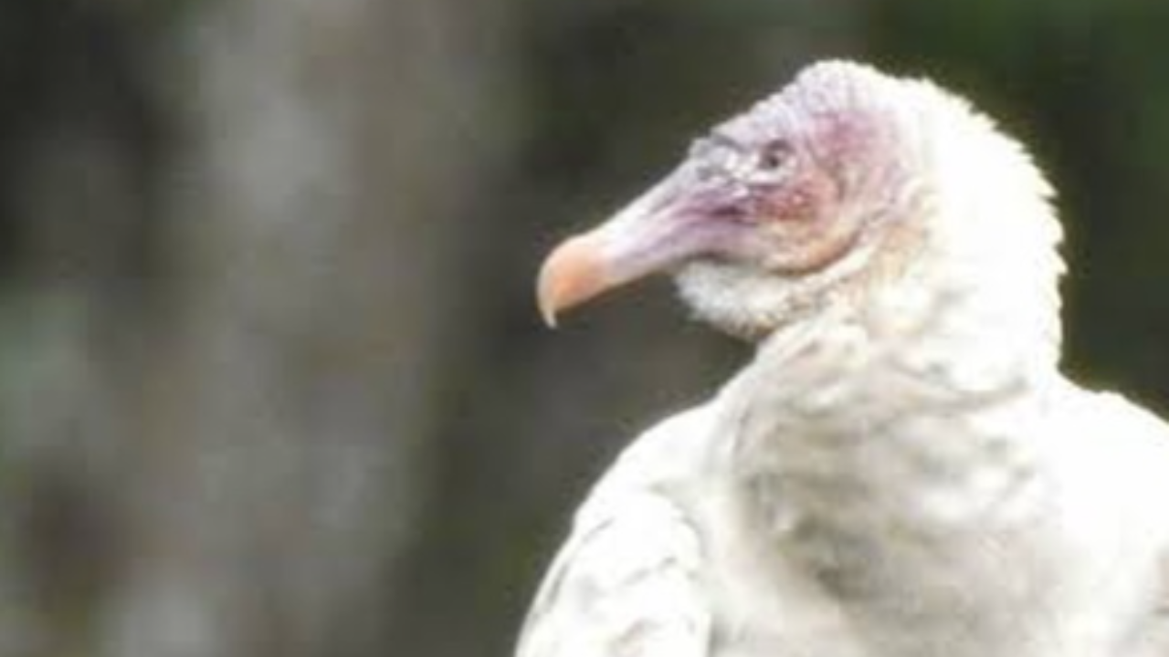 Urubu albino raro é avistado em Quixeramobim