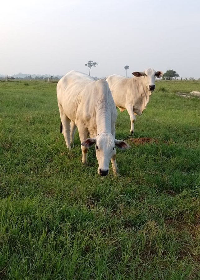Novo indutor de ovulação aumenta taxa de prenhez em vacas em até 9%