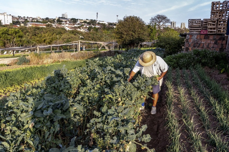 Restauração de vegetação nativa pode aumentar PIB agrícola de SP