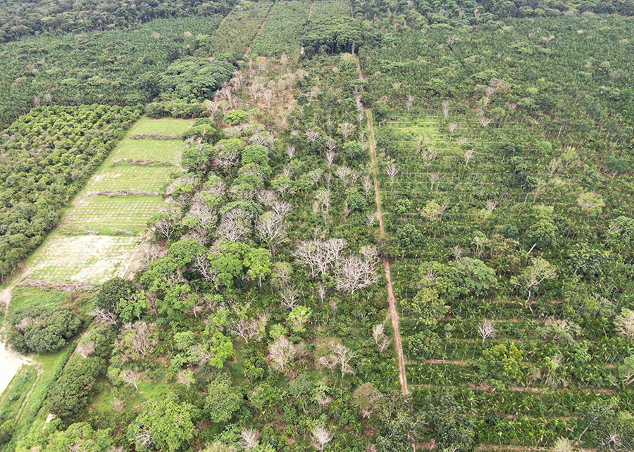 Sistemas sustentáveis na Amazônia e Cerrado podem dobrar lucros dos produtores