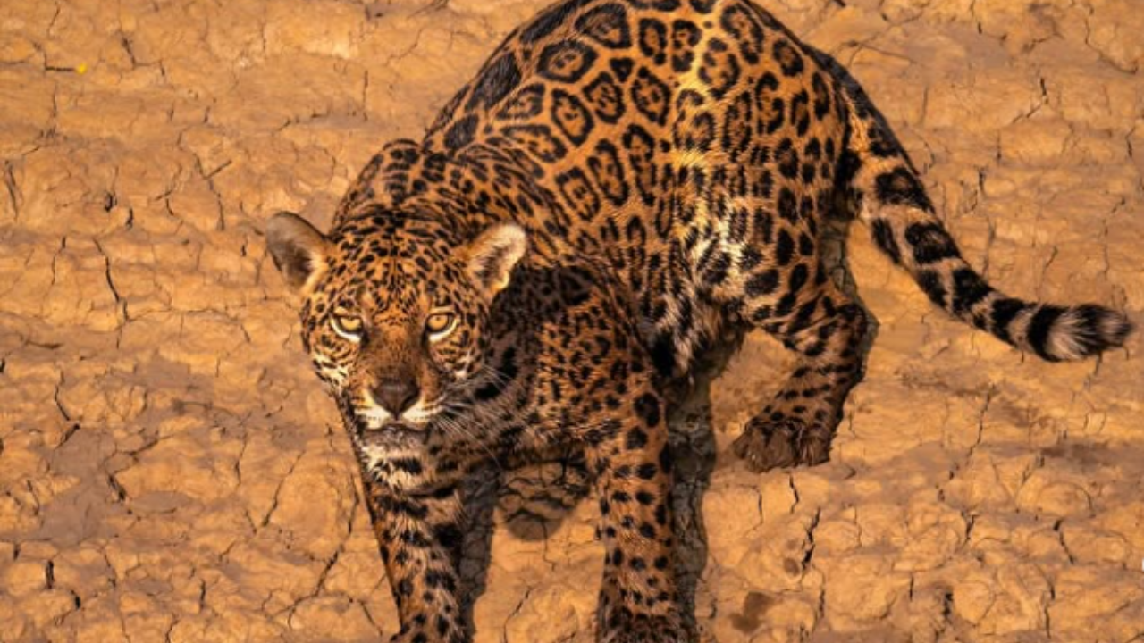 Fotógrafo registra confronto entre onça-pintada e ariranhas no Pantanal