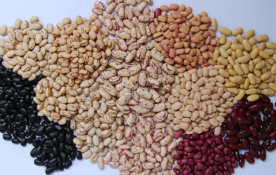 Entenda o cenário da produção de feijão no Brasil
