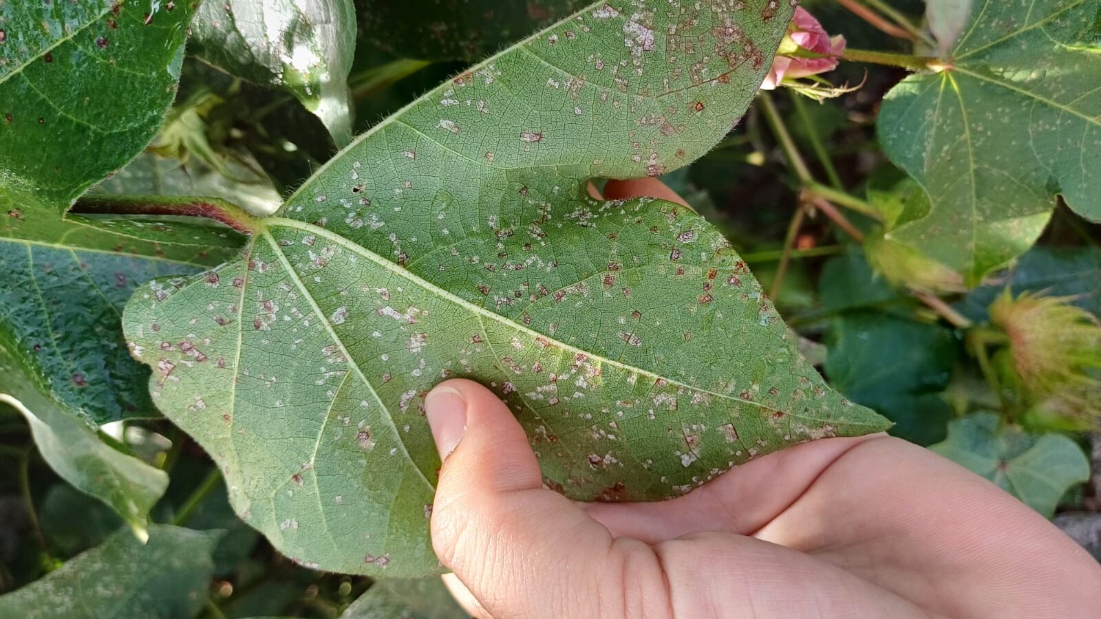 Clima instável aumenta riscos de doenças nas lavouras de milho, feijão e algodão