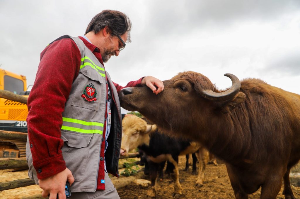 Búfalos do Rio Pinheiros recebem cuidados veterinários e ganham novo lar em Suzano