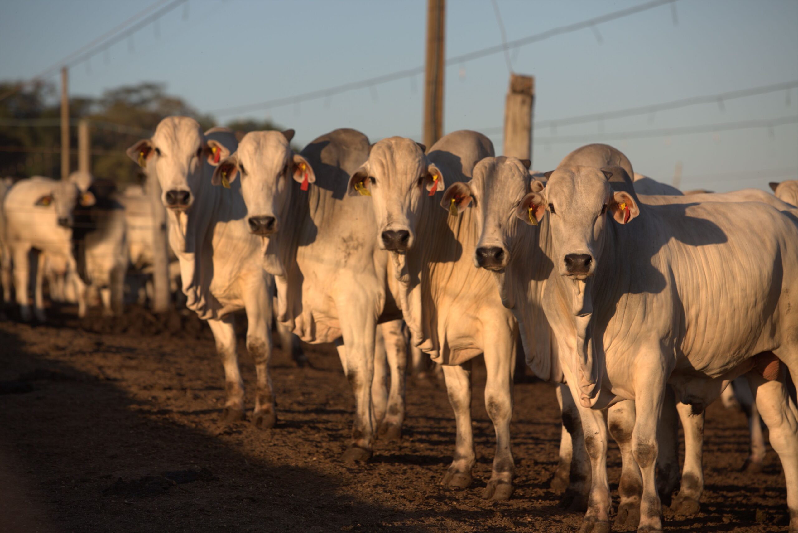 Identificação eletrônica reduz em 32% tempo de manejo em bovinos de corte, revela estudo