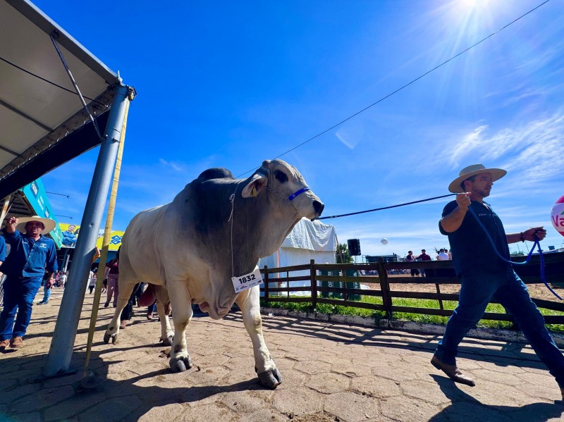 Touro Brahman quebra recorde de peso na Expointer