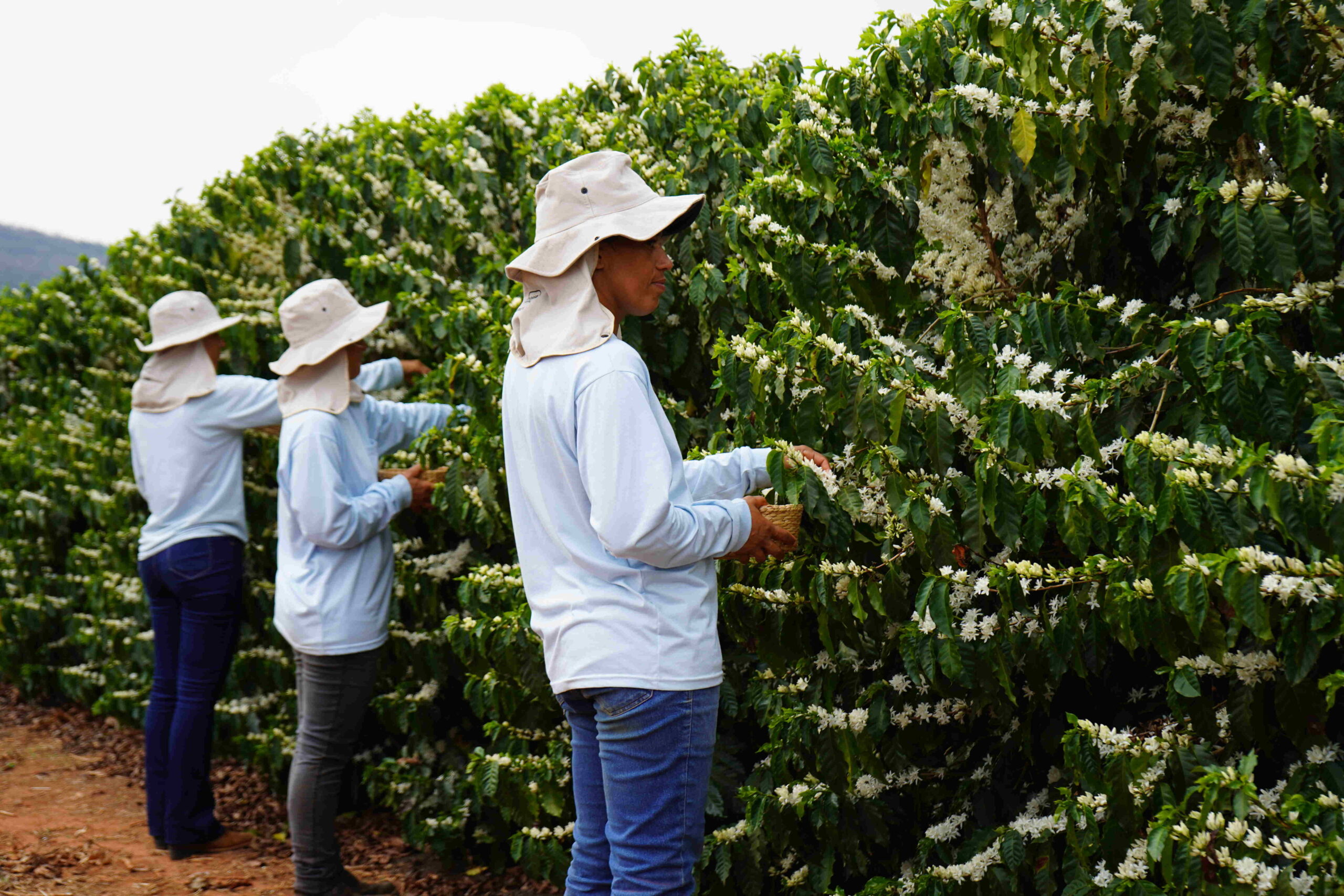 Flores de café viram fragrâncias exclusivas no Brasil