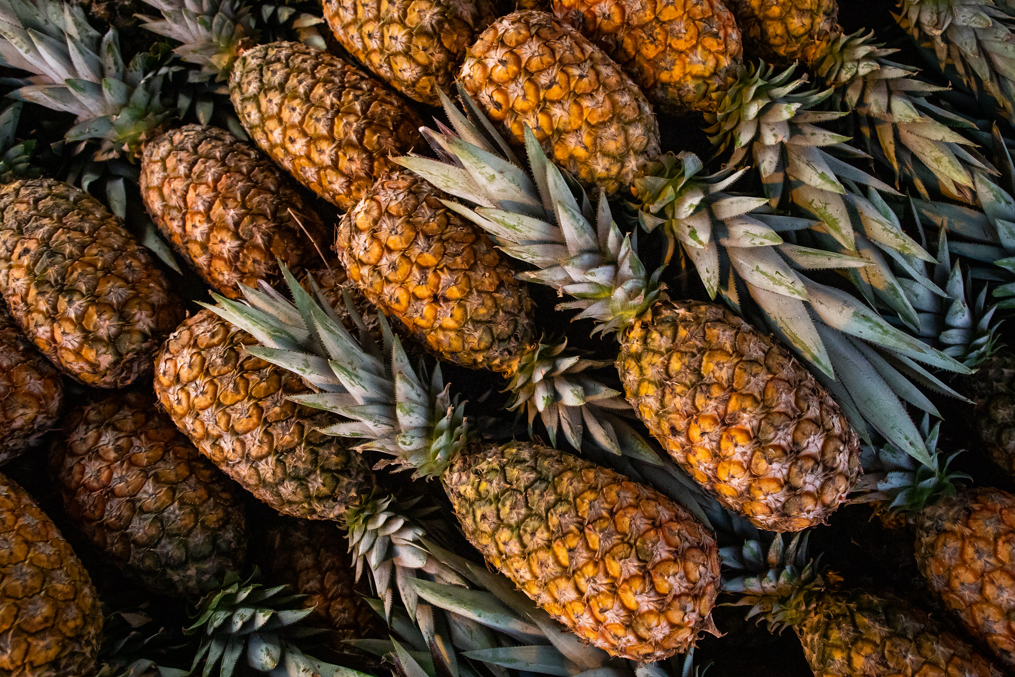 Abacaxi: o ouro doce que movimenta a economia brasileira