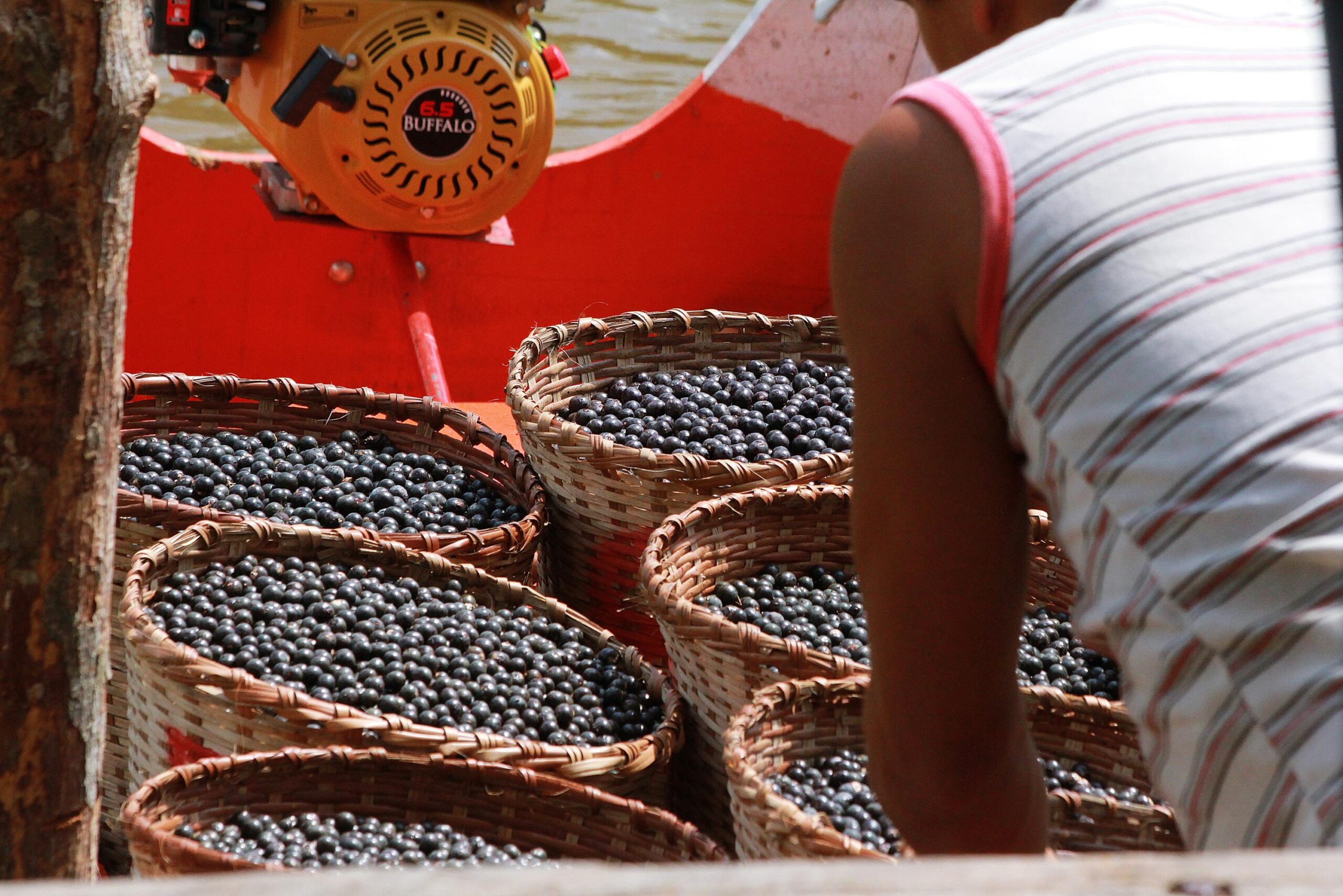 Café de açaí fortalece agricultores e conquista consumidores