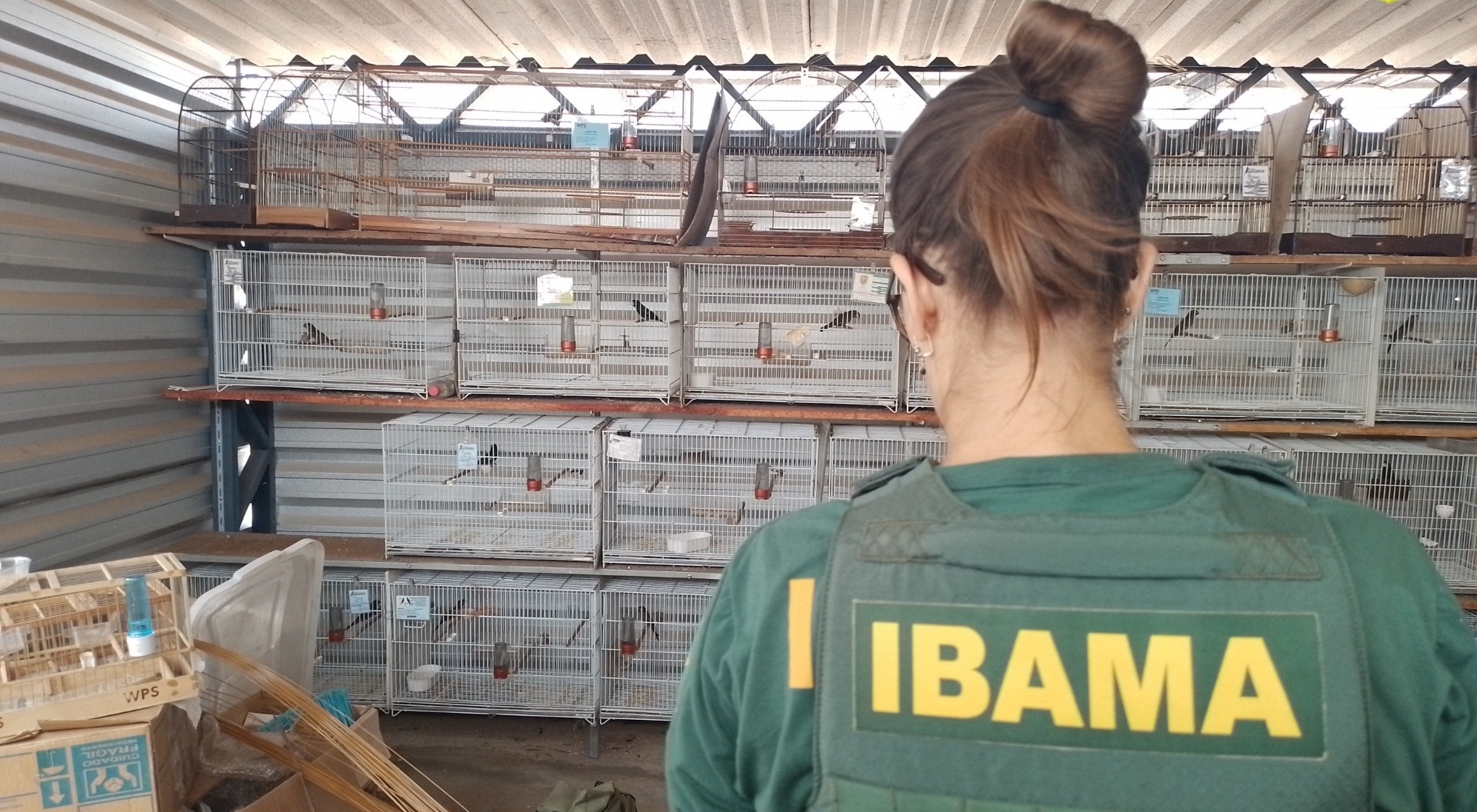 Ibama aplica R$ 917 mil em multas por crimes contra pássaros no Pará