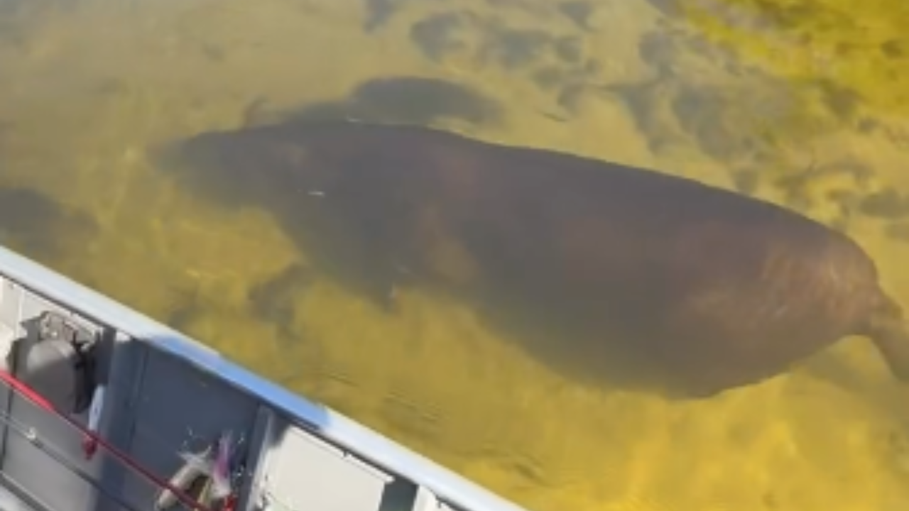 “Peixe diferente” – anta surpreende turistas e nada sob barco