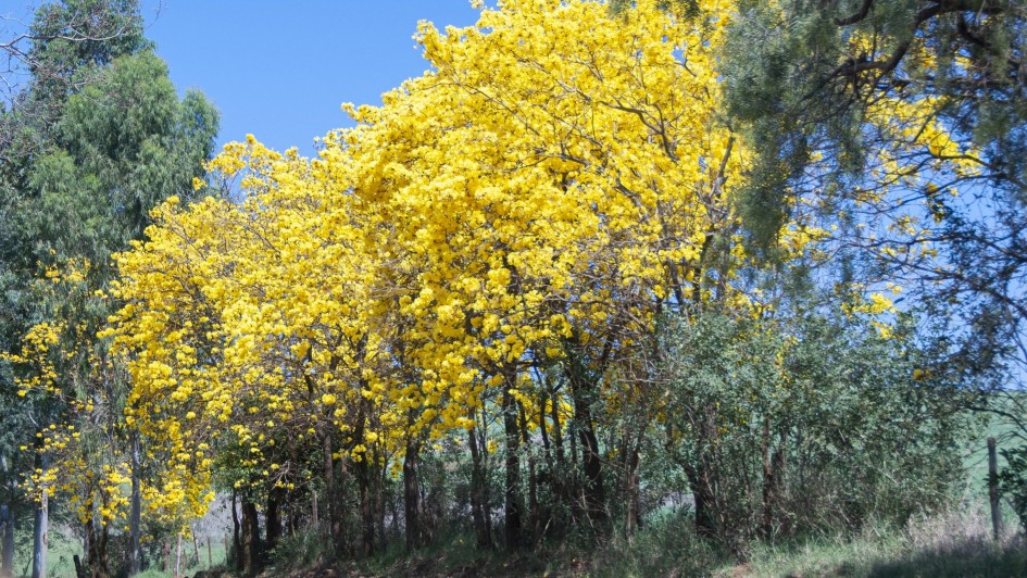 Primavera transforma o cenário agrícola nacional de norte a sul