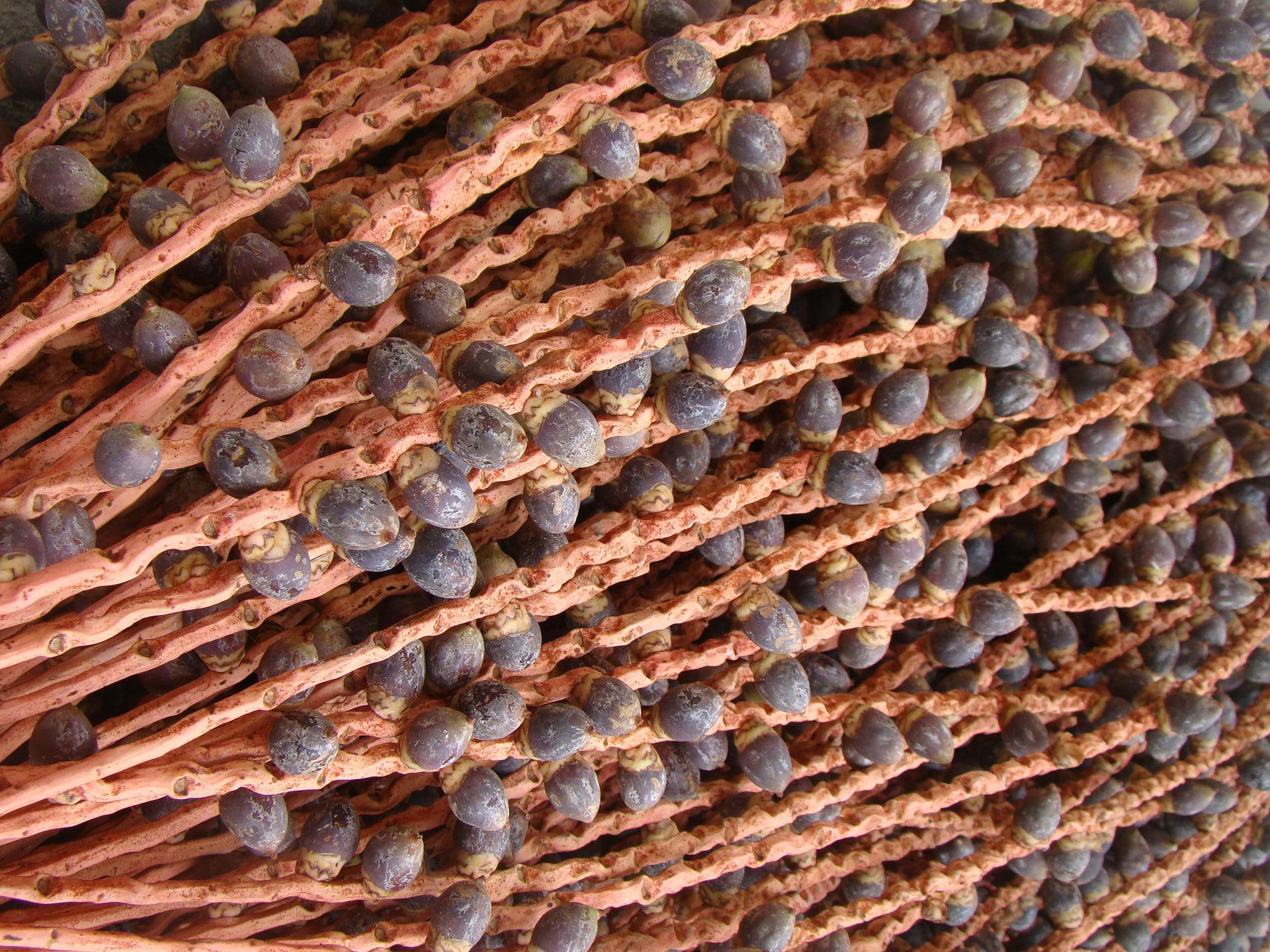Bacaba: conheça a pérola roxa da Amazônia