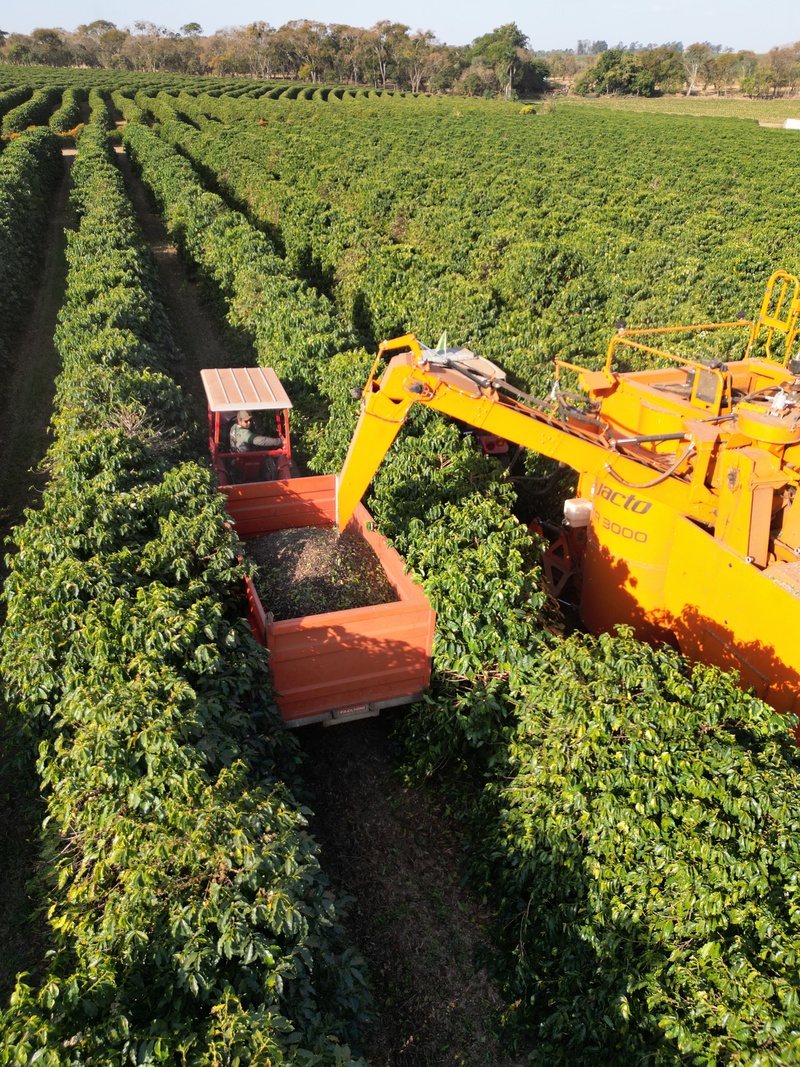 Colheita 2025 de café na Alta Mogiana registra queda inesperada de até 30%
