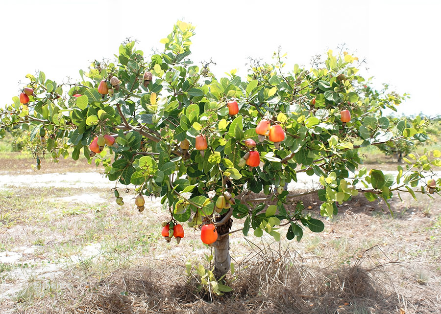 Cajueiro-anão revoluciona agricultura do nordeste