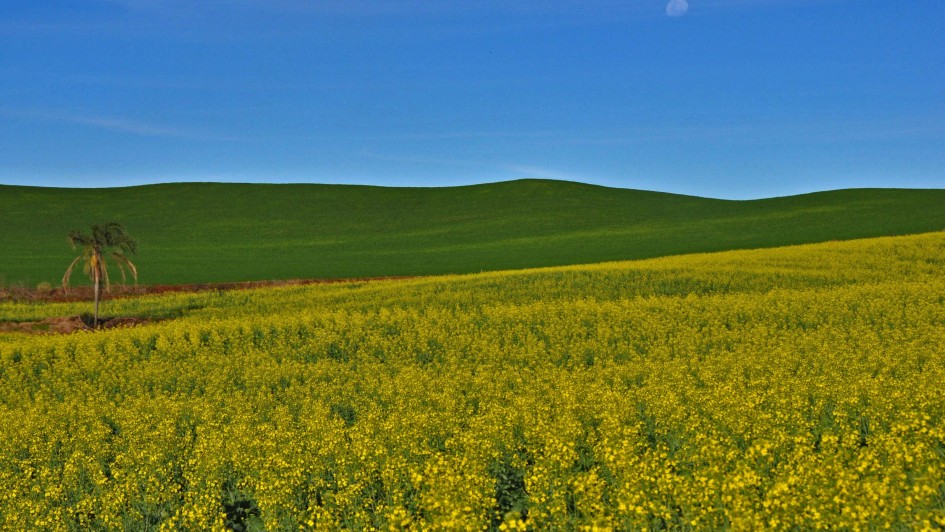 Crescimento da canola impulsiona diversificação e renda no campo