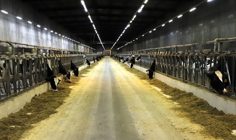 Conheça a maior fazenda produtora de leite do Brasil