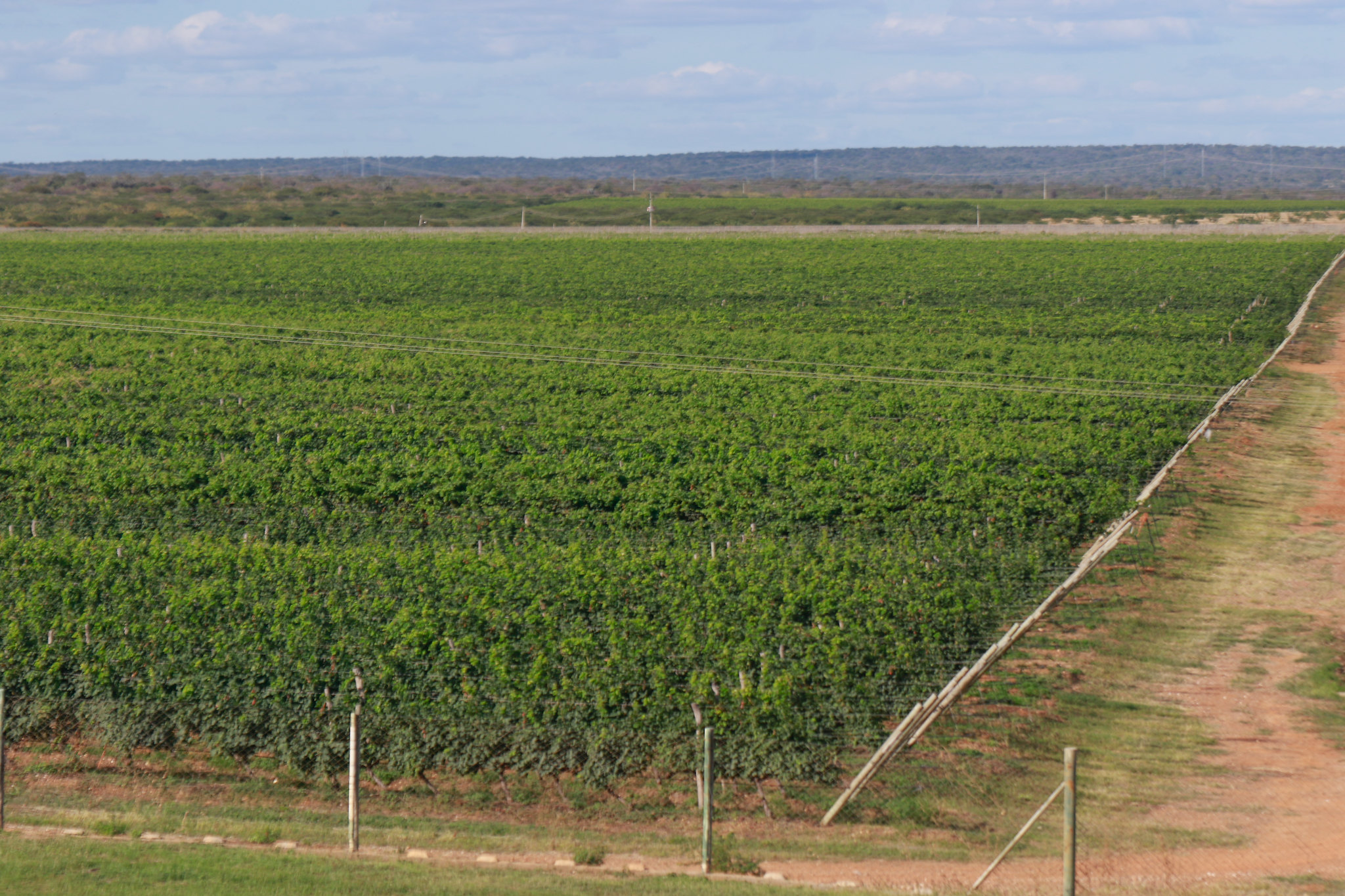 Governo rejeita ampliar renegociação de dívida rural