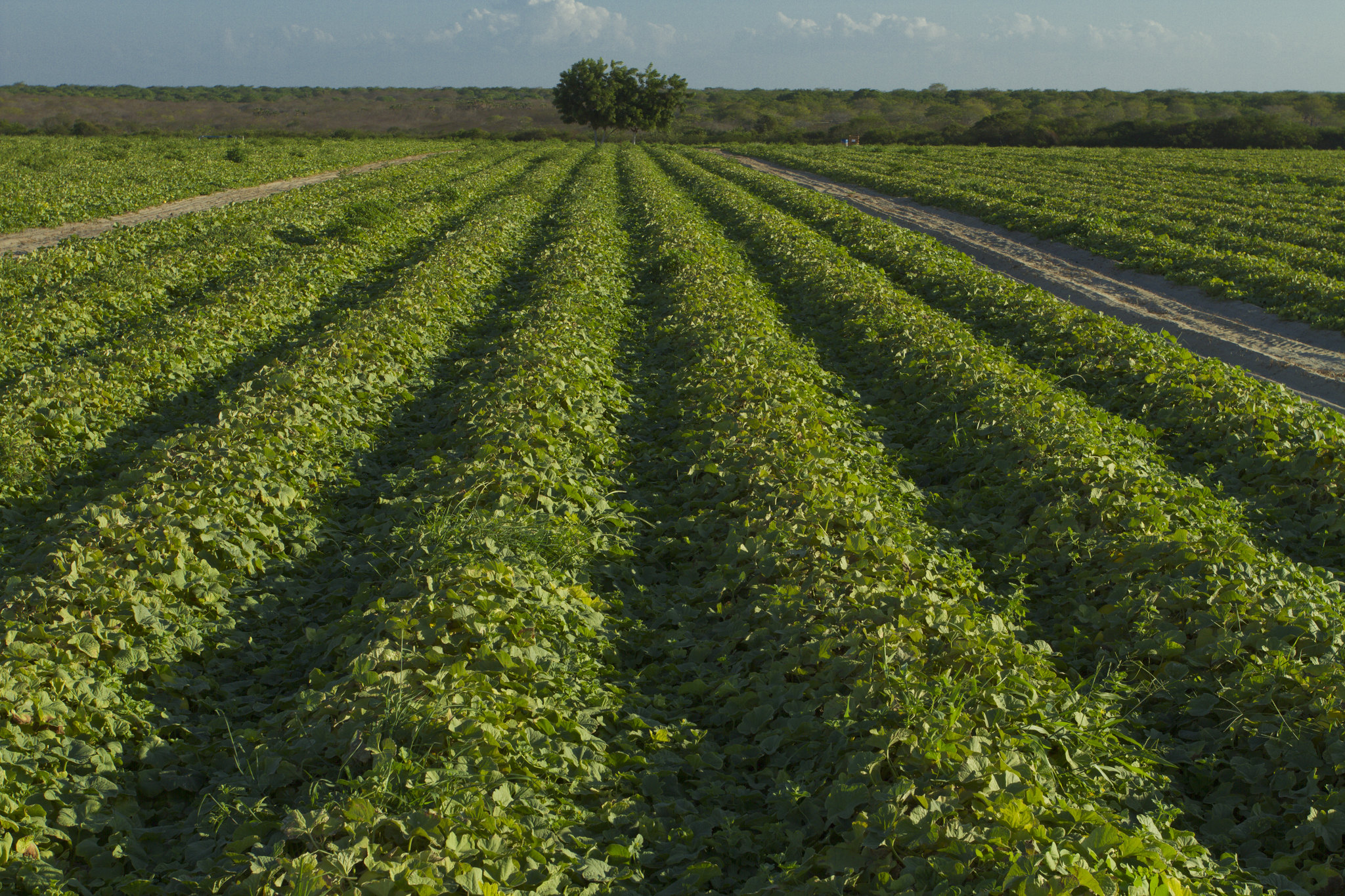 Novo seguro amplia proteção do crédito agrícola contra riscos climáticos