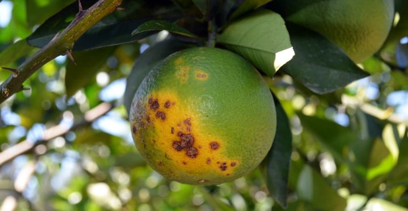 laranja com greening no pé
