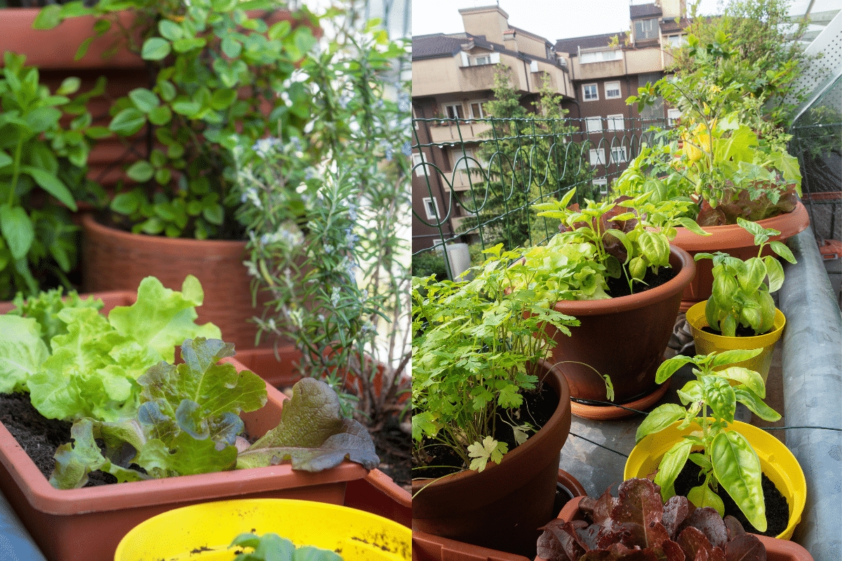 Como transformar sua varanda em uma mini horta
