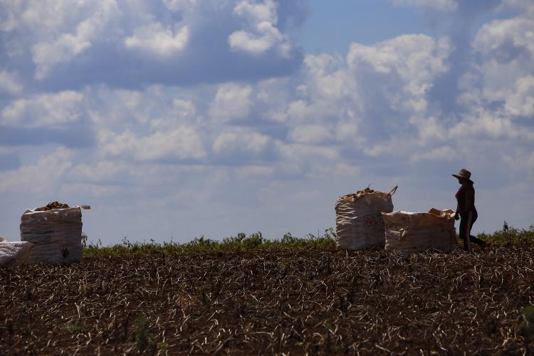 Produtores do Paraná avançam no plantio da safra de verão