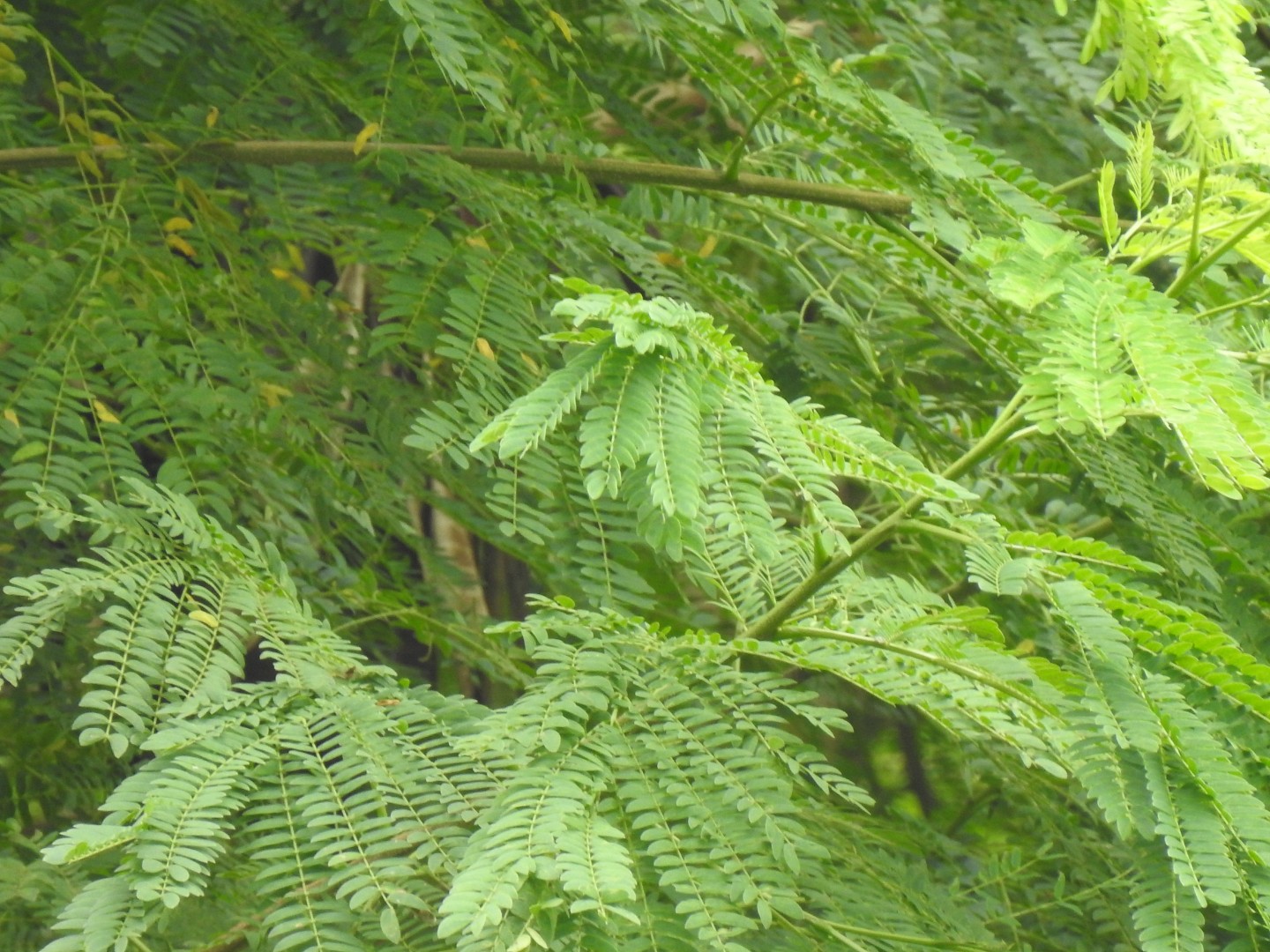 A “árvore milagrosa” que se tornou uma inimiga da biodiversidade brasileira