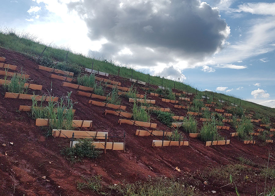 Como plantas do Cerrado estão salvando barragens de mineração em MG